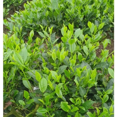 Trà Thái Nguyên 1KG (2 túi 500g) ngon đặc sản, thơm đậm đà - Giá ưu đãi 240.000₫