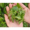 Trà Thái Nguyên 1KG (2 túi 500g) ngon đặc sản, thơm đậm đà - Giá ưu đãi 240.000₫ 9