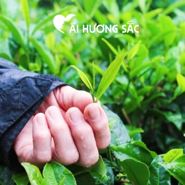 Trà Thái Nguyên Ái Hương Sắc - Chè xanh búp non 250g vị đậm hậu ngọt, tốt cho sức khỏe - 178k