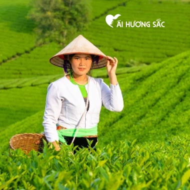 Trà Thái Nguyên Ái Hương Sắc - Chè xanh búp non 250g vị đậm hậu ngọt, tốt cho sức khỏe - 178k