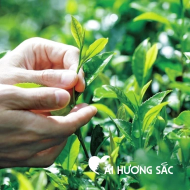 Trà Thái Nguyên Ái Hương Sắc - Chè xanh búp non 250g vị đậm hậu ngọt, tốt cho sức khỏe - 178k