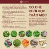 Trà Thanh Can Lương Y Hạnh Phúc - Thải độc gan, giảm mụn, phục hồi gan - 152k VND 4