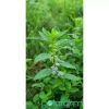 Trà thảo mộc Bạc Hà Gotafarm đặc biệt - Ngọn hoa đầu cành, giá ưu đãi 180.000đ 5