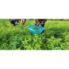 Trà thảo mộc Bạc Hà Gotafarm đặc biệt - Ngọn hoa đầu cành, giá ưu đãi 180.000đ 6