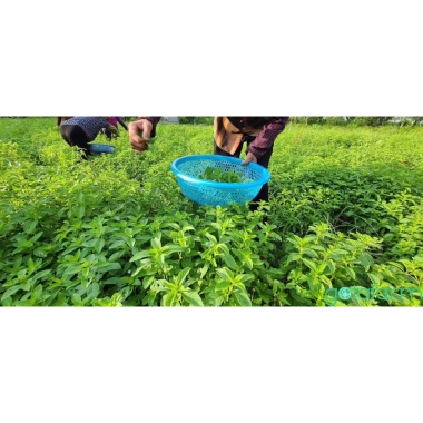 Trà thảo mộc Bạc Hà Gotafarm đặc biệt - Ngọn hoa đầu cành, giá ưu đãi 180.000đ