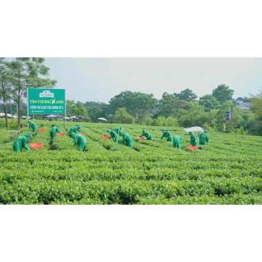 Trà Túi Lọc Bịch 100 Gói - Trà Sen, Trà Nhài, Trà Xanh, Trà Sạch Tân Cương Xanh 145.800₫