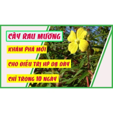 Trà túi lọc rau mương thượng hạng SASUKE 45g - Tốt cho HP dạ dày, giá 56.000 VND 4