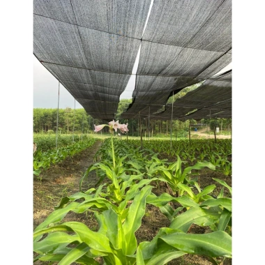 Trà Túi Lọc Xạ Cung 100 Gói - Tĩnh Sáng Đường Hỗ Trợ Khối U Ưu Đãi 140.000 VNĐ