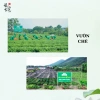 Trà Xanh Túi Lọc Bịch 100 Gói Kinh Tế - Tân Cương Xanh Giá Chỉ 28.000 VNĐ 4