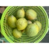 Trái ngâu tươi ngon, giá 150.000 VND giảm từ 190.500 VND - giao nhanh, bảo đảm 3