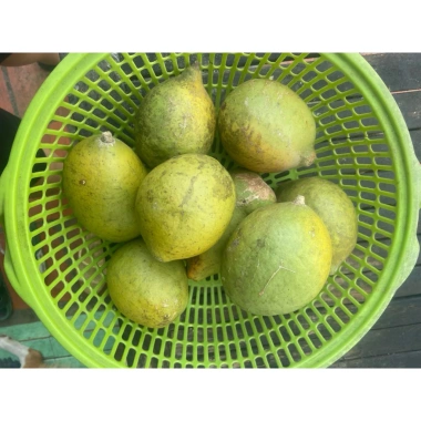 Trái ngâu tươi ngon, giá 150.000 VND giảm từ 190.500 VND - giao nhanh, bảo đảm 3