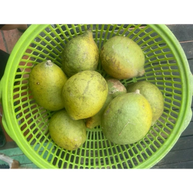 Trái ngâu tươi ngon, giá 150.000 VND giảm từ 190.500 VND - giao nhanh, bảo đảm 7