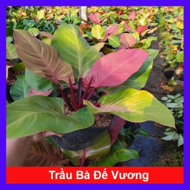 Trầu bà đế vương đỏ - Cây cảnh trong nhà, giá ưu đãi 68.000đ, giảm tới 20% Trầu bà đế vương đỏ - Cây cảnh trong nhà, giá ưu đãi 68.000đ, giảm tới 20%
