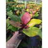 Trầu bà đế vương đỏ - Cây cảnh trong nhà, giá ưu đãi 68.000đ, giảm tới 20% 2