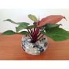 Trầu bà đế vương đỏ - Cây cảnh trong nhà, giá ưu đãi 68.000đ, giảm tới 20% 4