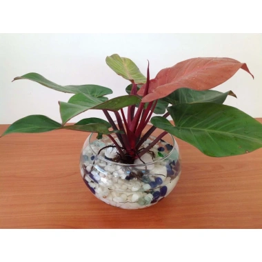 Trầu bà đế vương đỏ - Cây cảnh trong nhà, giá ưu đãi 68.000đ, giảm tới 20% 4 Trầu bà đế vương đỏ - Cây cảnh trong nhà, giá ưu đãi 68.000đ, giảm tới 20% 4