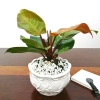 Trầu bà đế vương đỏ - Cây cảnh trong nhà, giá ưu đãi 68.000đ, giảm tới 20% 5
