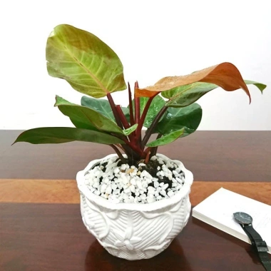 Trầu bà đế vương đỏ - Cây cảnh trong nhà, giá ưu đãi 68.000đ, giảm tới 20% 5 Trầu bà đế vương đỏ - Cây cảnh trong nhà, giá ưu đãi 68.000đ, giảm tới 20% 5