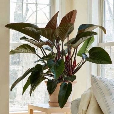 Trầu bà đế vương đỏ - Cây cảnh trong nhà, giá ưu đãi 68.000đ, giảm tới 20% 6 Trầu bà đế vương đỏ - Cây cảnh trong nhà, giá ưu đãi 68.000đ, giảm tới 20% 6