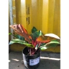 Trầu bà đế vương đỏ - Cây cảnh trong nhà, giá ưu đãi 68.000đ, giảm tới 20% 7