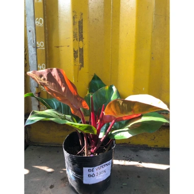 Trầu bà đế vương đỏ - Cây cảnh trong nhà, giá ưu đãi 68.000đ, giảm tới 20% 7 Trầu bà đế vương đỏ - Cây cảnh trong nhà, giá ưu đãi 68.000đ, giảm tới 20% 7