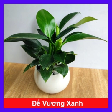Trầu Bà Đế Vương Xanh - Cây Cảnh Để Bàn Giá Ưu Đãi 55.000₫, Thơm và Xanh Mát
