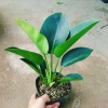 Trầu Bà Đế Vương Xanh - Cây Cảnh Để Bàn Giá Ưu Đãi 55.000₫, Thơm và Xanh Mát 2