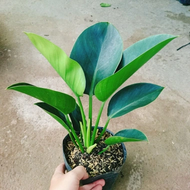 Trầu Bà Đế Vương Xanh - Cây Cảnh Để Bàn Giá Ưu Đãi 55.000₫, Thơm và Xanh Mát