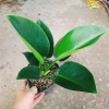 Trầu Bà Đế Vương Xanh - Cây Cảnh Để Bàn Giá Ưu Đãi 55.000₫, Thơm và Xanh Mát 3