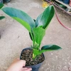 Trầu Bà Đế Vương Xanh - Cây Cảnh Để Bàn Giá Ưu Đãi 55.000₫, Thơm và Xanh Mát 4
