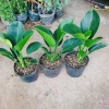 Trầu Bà Đế Vương Xanh - Cây Cảnh Để Bàn Giá Ưu Đãi 55.000₫, Thơm và Xanh Mát 5
