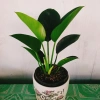 Trầu Bà Đế Vương Xanh - Cây Cảnh Để Bàn Giá Ưu Đãi 55.000₫, Thơm và Xanh Mát 6