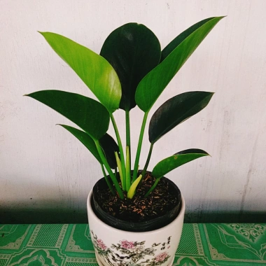 Trầu Bà Đế Vương Xanh - Cây Cảnh Để Bàn Giá Ưu Đãi 55.000₫, Thơm và Xanh Mát