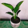 Trầu Bà Đế Vương Xanh - Cây Cảnh Để Bàn Giá Ưu Đãi 55.000₫, Thơm và Xanh Mát 7