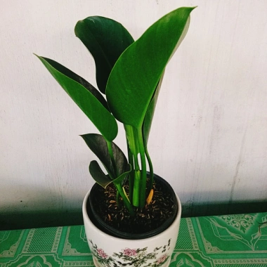 Trầu Bà Đế Vương Xanh - Cây Cảnh Để Bàn Giá Ưu Đãi 55.000₫, Thơm và Xanh Mát
