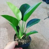 Trầu Bà Đế Vương Xanh - Cây Cảnh Để Bàn Giá Ưu Đãi 55.000₫, Thơm và Xanh Mát 9