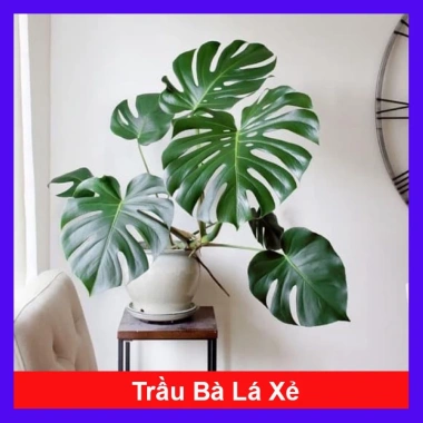 Trầu Bà Lá Xẻ Nam Mỹ - Giá 65.000 VNĐ, giảm từ 78.650, tươi ngon, dưỡng sức