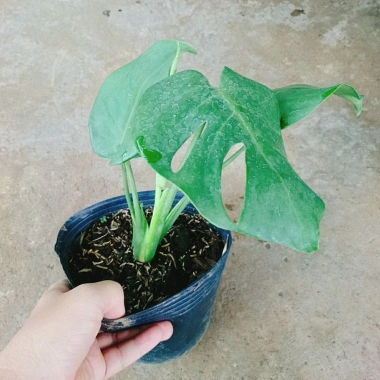 Trầu Bà Lá Xẻ Nam Mỹ - Giá 65.000 VNĐ, giảm từ 78.650, tươi ngon, dưỡng sức