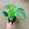 Trầu Bà Lá Xẻ Nam Mỹ - Giá 65.000 VNĐ, giảm từ 78.650, tươi ngon, dưỡng sức 3