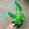 Trầu Bà Lá Xẻ Nam Mỹ - Giá 65.000 VNĐ, giảm từ 78.650, tươi ngon, dưỡng sức 4