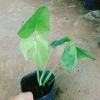 Trầu Bà Lá Xẻ Nam Mỹ - Giá 65.000 VNĐ, giảm từ 78.650, tươi ngon, dưỡng sức 5
