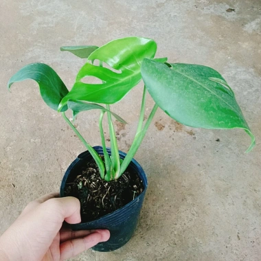 Trầu Bà Lá Xẻ Nam Mỹ - Giá 65.000 VNĐ, giảm từ 78.650, tươi ngon, dưỡng sức