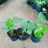 Trầu Bà Lá Xẻ Nam Mỹ - Giá 65.000 VNĐ, giảm từ 78.650, tươi ngon, dưỡng sức 7