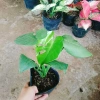 Trầu Bà Lá Xẻ Nam Mỹ - Giá 65.000 VNĐ, giảm từ 78.650, tươi ngon, dưỡng sức 8