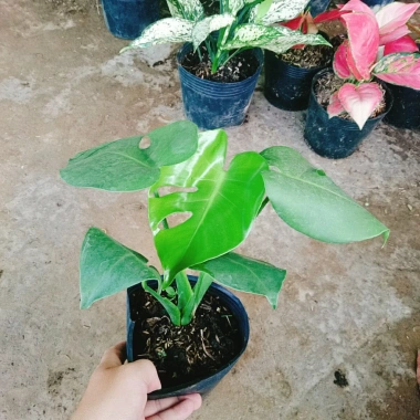 Trầu Bà Lá Xẻ Nam Mỹ - Giá 65.000 VNĐ, giảm từ 78.650, tươi ngon, dưỡng sức