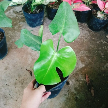 Trầu Bà Lá Xẻ Nam Mỹ - Giá 65.000 VNĐ, giảm từ 78.650, tươi ngon, dưỡng sức