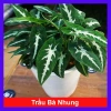 Trầu Bà Nhung - Cây cảnh để bàn giá 35.000 VND, giảm, làm đẹp không gian xanh
