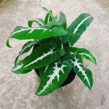 Trầu Bà Nhung - Cây cảnh để bàn giá 35.000 VND, giảm, làm đẹp không gian xanh