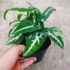 Trầu Bà Nhung - Cây cảnh để bàn giá 35.000 VND, giảm, làm đẹp không gian xanh 3