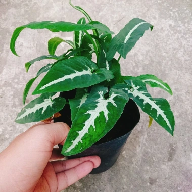 Trầu Bà Nhung - Cây cảnh để bàn giá 35.000 VND, giảm, làm đẹp không gian xanh